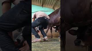 Jugular veins intravenous cannulation procedure in a Holstein cowanimal short videoiv process [upl. by Ivek]