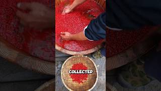 Processing pyracantha berries shorts [upl. by Atisusej]