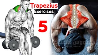 How To Build Your Trapezius Fast 5 Effective Exercisesتمارين ترابيس [upl. by Allerus]