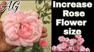 Rose plant ke flower ka size kaise badhaye Only 3 step  with update result [upl. by Aymer999]