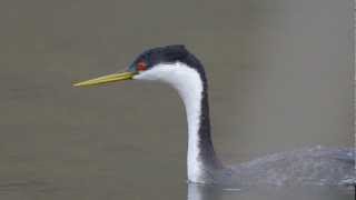 Rushing Western and Clarks Grebes  Lake Hodges  D800500mmF4  HD video [upl. by Vacuva234]