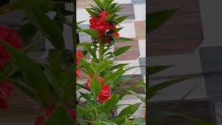 Dopati❤️ music song arijitsingh love bollywood gardern garden garndening [upl. by Ecerehs629]