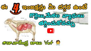 important injections for sheep and goats sheep goat goatmedicinesheepdisease veterinarymedicine [upl. by Alletniuq513]