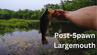 PostSpawn Largemouth Fishing [upl. by Trisha672]