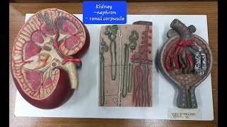 KIDNEY RENAL LOBE RENAL CORPUSCLEMALPIGHIAN BODY  ANATOMY MODEL 2 [upl. by Lakim275]