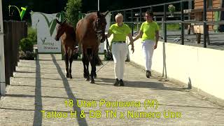 Veulenveiling Dronten  18  Utah Paulowna M  Tattoo H amp DB x Numero Uno [upl. by Valdis]