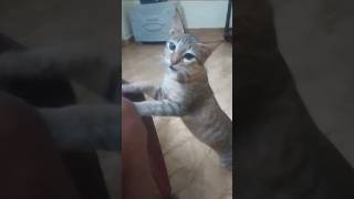 Cat Voice 😻 cat cuteanimal catlover shorts shortsfeed viralvideo trending [upl. by Guntar]