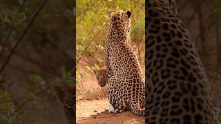 Lovely Moments of Leopards 🐆 📹 [upl. by Laeira]