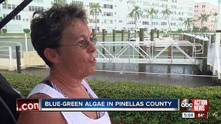 Bluegreen algae now detected in Pinellas County waterways [upl. by Hoseia375]