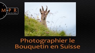 Allons photographier le bouquetin en Suisse  14 heure photo animalier en rando avec Julien [upl. by Auqinot]