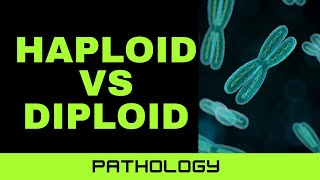 EXPLAINATION OF DIFFERENCE BETWEEN HAPLOID CELL AND DIPLOID CELL IN QUICK AND EASY WAY [upl. by Amri77]