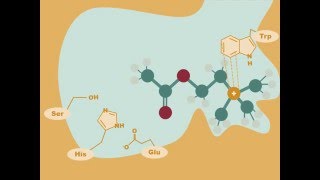 Acetylcholinesterase Drugs [upl. by Atelahs]