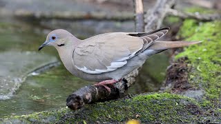 Whitewinged Dove [upl. by Yllak]