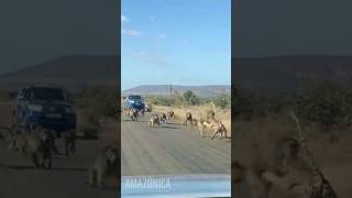 BABUINOS ATACAN SALVAJEMENTE A LEOPARDO [upl. by Rengia]