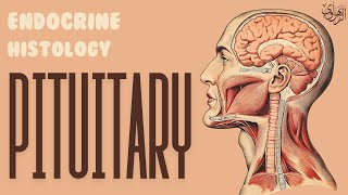 Endocrine Histology Pituitary amp Pineal Glands [upl. by Ahsekal]