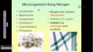 Nitrogen cycle [upl. by Naoma]