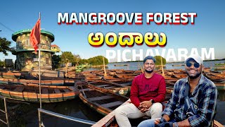 Largest Mangrove Forest pichavaram  Koda Ravi  Traveler  Explorer travel explore bikeride [upl. by Timotheus]