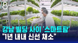 강남 대형 빌딩 사이 스마트팜…quot1년 내내 신선 채소quot  SBS 8뉴스 [upl. by Aneeuqal367]