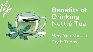 Benefits of Drinking Stinging Nettle Tea Why You Should Try It Today [upl. by Seabrooke]