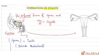 FORMATION OF ZYGOTE [upl. by Notnef]