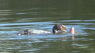 The cormorant swallows a big fish [upl. by Chet]