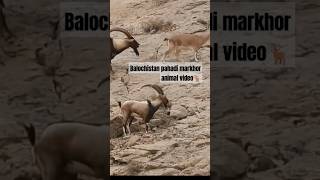 Balochistan pahadi markhor animal 🦌 [upl. by Sirmons963]