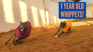 Whippets at 1 Year Old [upl. by Tamanaha]