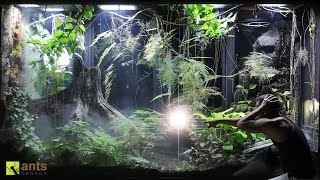 I Found a Surprising Lizard Born in My Giant Rainforest Vivarium [upl. by Ayatahs]