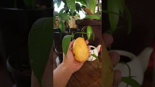 Como germinar semilla mango en agua o sustrato [upl. by Najram145]