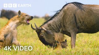 Newborn Wildebeest Immediately Hunted by Predators  A Perfect Planet  4K UHD  BBC Earth [upl. by Richma]