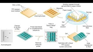 Southern blot protocol [upl. by Eanat]