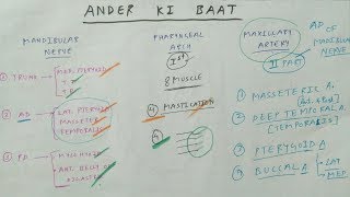 ANDER KI BAAT  Mandibular nerve  Pharyngeal arch  Maxillary artery [upl. by Arual]