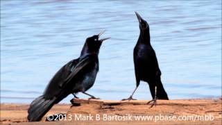 Boat tailed Grackle Display [upl. by Kenay]