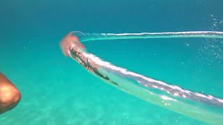 Jellyfish Gets Caught In Bubble Ring [upl. by Chlores]