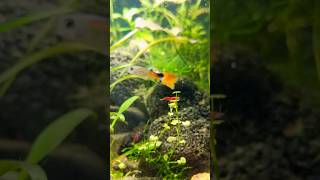 Keep fishbowls like a pro  fishbowl plantedtank plantedaquarium [upl. by Buyers]