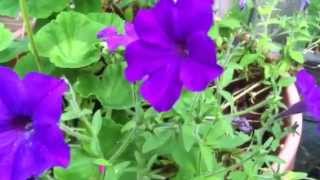 Container Gardening  Petunias Geraniums amp Salvia containergardening [upl. by Aelyak799]