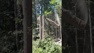 Large pine tree chunk coming down heavy [upl. by Arne]