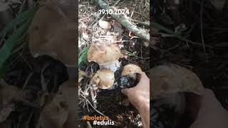 Boletus edulis  Blizanci 2  Vrganj Oktobar2024 mushroom nature fungi boletus edulis forrest [upl. by Eniledam]