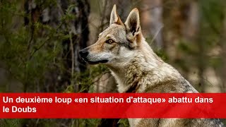 Un deuxième loup «en situation dattaque» abattu dans le Doubs [upl. by Corette]