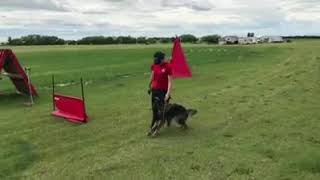 Schutzhund IPO Tracking and Obedience [upl. by Kier]