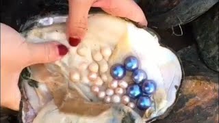 Real Pearls from Oyster  Taking out Pearls from Sea Shells  Opening Oyster Pearls [upl. by Aneeras]