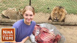 Löwenrudel gesucht  Reportage für Kinder  Nina und die wilden Tiere [upl. by Aubigny]