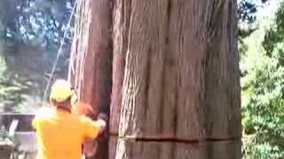 Tree Felling Big Cypress Tree Trunk with Ace Tree Management [upl. by Damales]