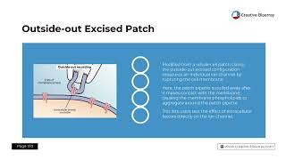 Patch Clamp Assay — A Detailed StepByStep Description of the Standard Patch Clamp Protocol [upl. by Capps]