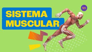 Sistema Muscular  Resumo Toda Matéria [upl. by Alleunam]