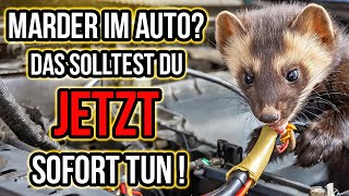 Marder im Auto Duftmarken entfernen und Marderschutz einbauen [upl. by Azilanna]