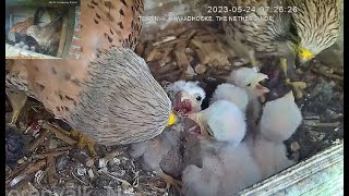 Kestrel nest 20230524 [upl. by Lemahs]