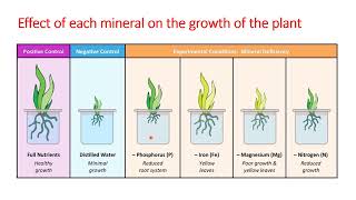 Nutritive needs of chlorophyllic plants  grade 7 [upl. by Arrahs]