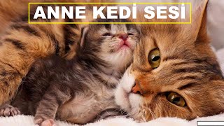 Anne Kedi Sesi  Kedi Çağırma Sesi [upl. by Eenahs740]