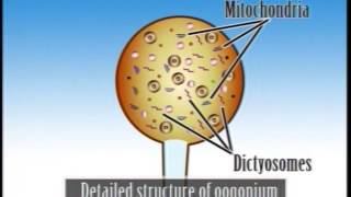 Pythium Important Features amp Life cycle [upl. by Oniger766]